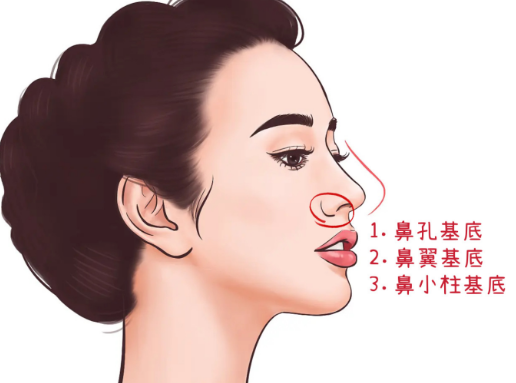 二、鼻基底填充的医学原理与宝尼缇作用机制
